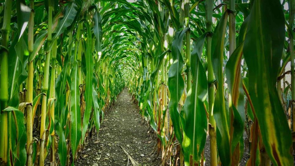 Precio del maíz a futuro en $3 mil 655