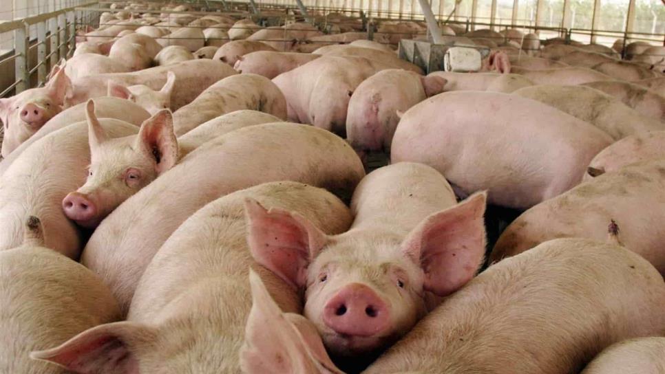 México se prepara para ataque biológico de peste porcina