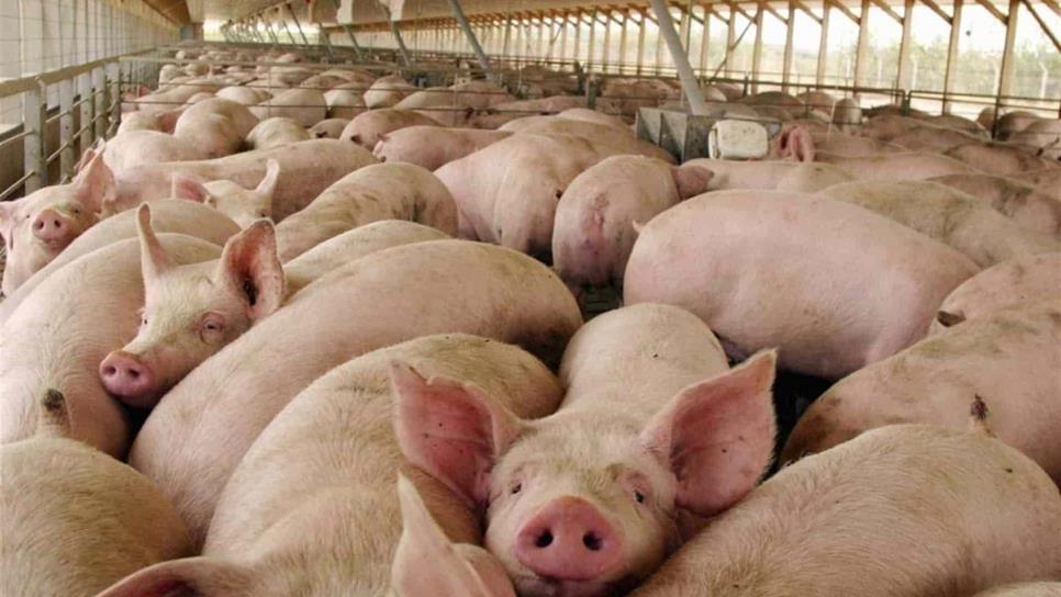 Por falta de apoyos, cierra 50% de granjas porcinas en Culiacán