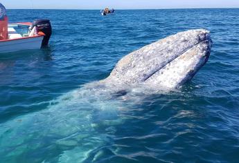 Llegan primeras ballenas grises a Reserva de la Biósfera El Vizcaíno