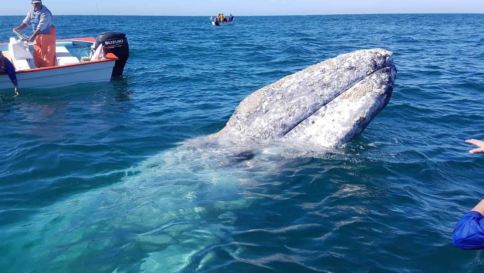 Llegan primeras ballenas grises a Reserva de la Biósfera El Vizcaíno