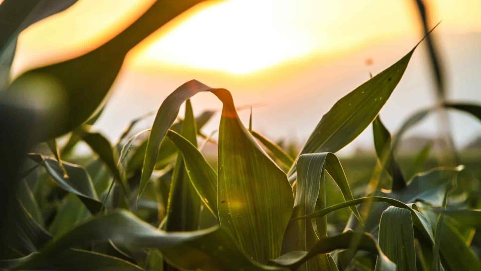 Precio del maíz se mueve por especulación