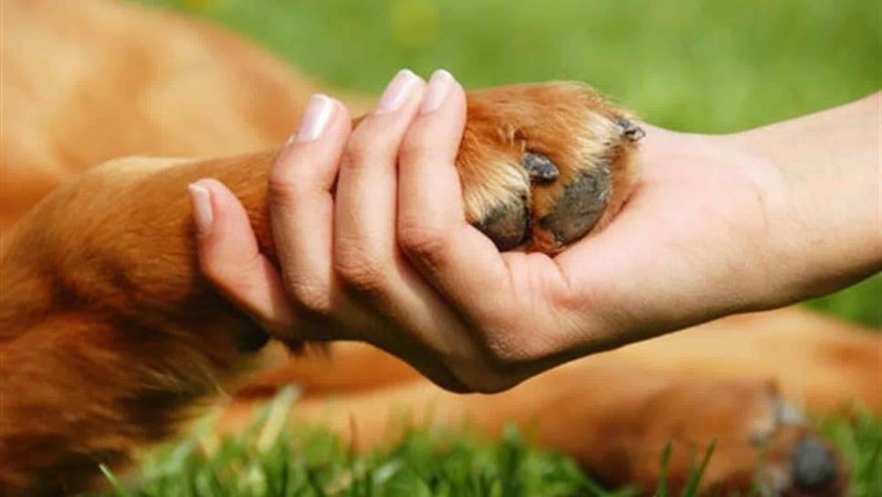 En el Congreso se “cocina” retroceso a la protección animal, acusan