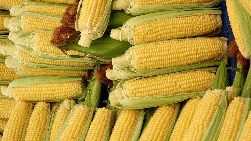Precio a futuro del maíz, a $3 mil 858 por tonelada