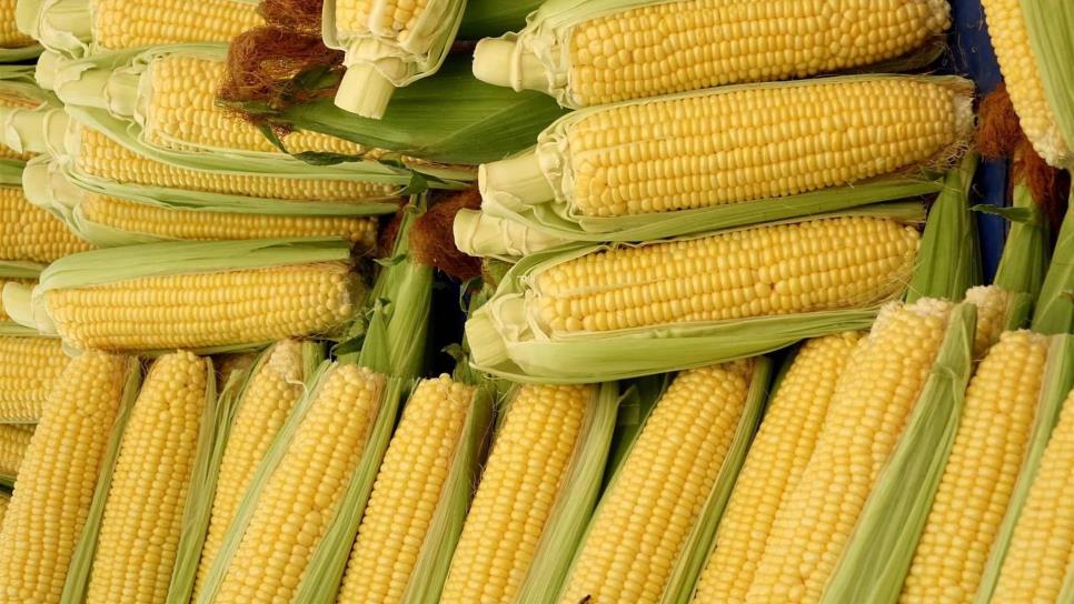 Precio internacional del maíz continúa a la baja