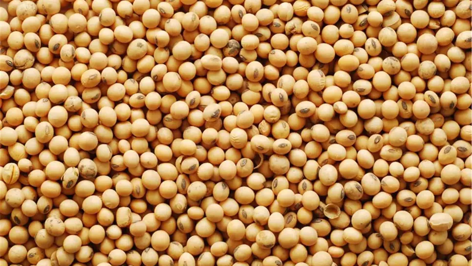 Desarrolla China nueva variedad de soja de alto rendimiento