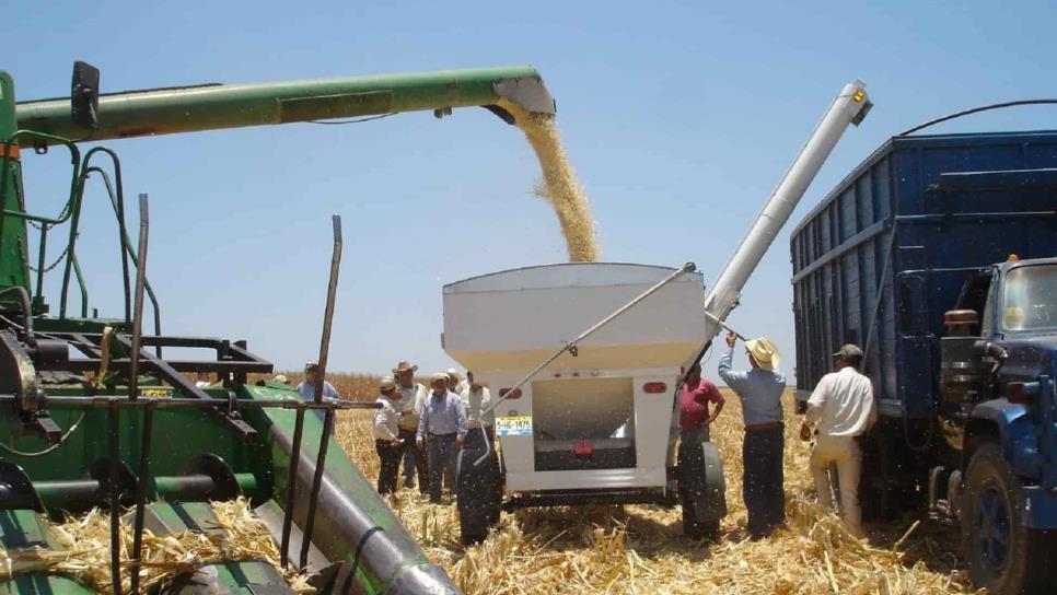 Falta de Agricultura por Contrato generaría crisis en Sinaloa: SAyG