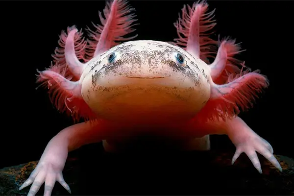 México alberga el 10% de la biodiversidad mundial México alberga el 10% de la biodiversidad mundial