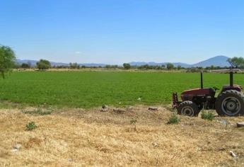 En México, 26 estados cultivan alfalfa