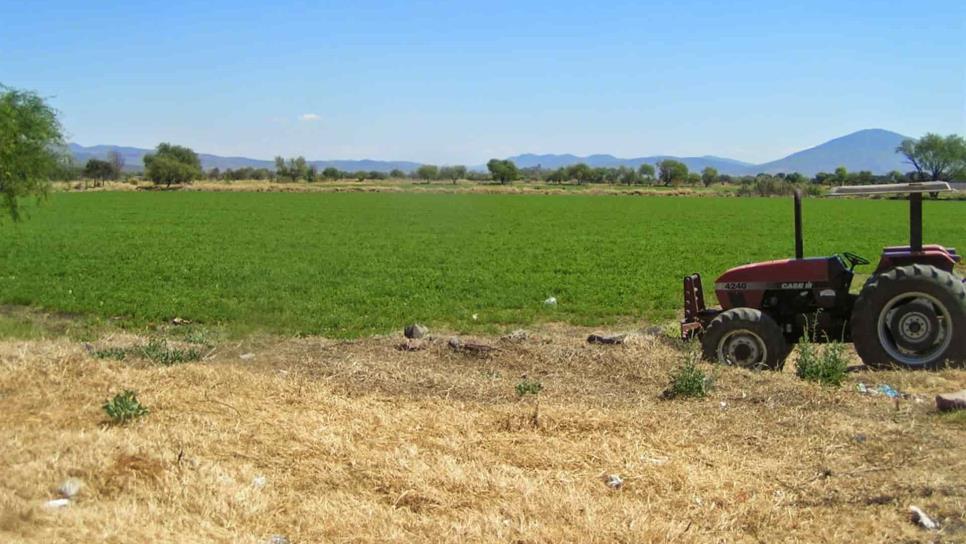 En México, 26 estados cultivan alfalfa