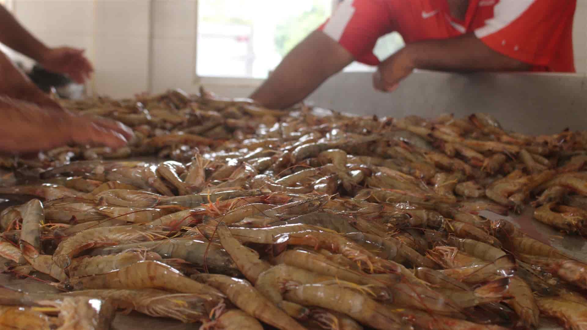 El levantamiento de la veda de camarón es un factor que influye en la economía de la entidad. FOTO: Martín Ruiz.