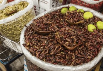 Consumo irresponsable provocaría extinción de insectos