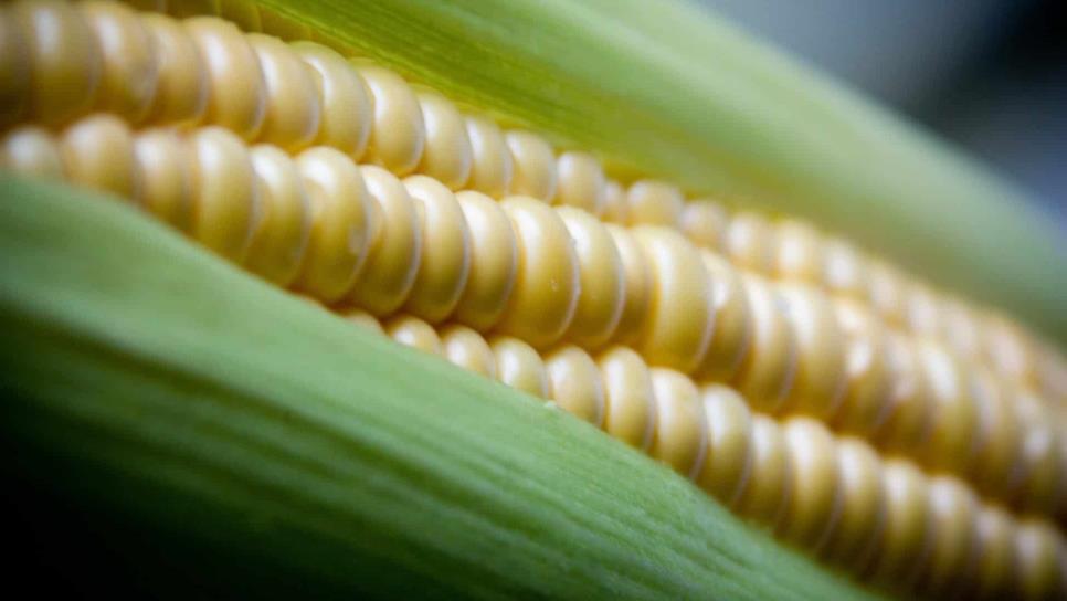 Sube precio a futuro del maíz a $3 mil 775 por tonelada