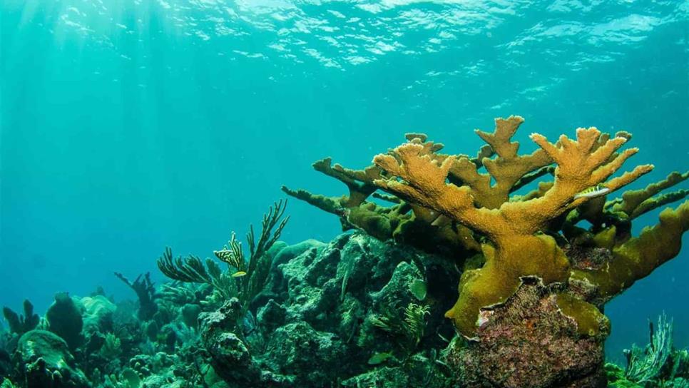 Valor de arrecifes podría caer para 2030, reporte de ONU