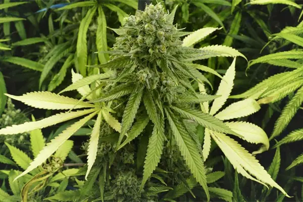 Cannabis, una alternativa contra enfermedades de la piel Cannabis, una alternativa contra enfermedades de la piel