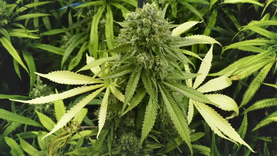 Cannabis. FOTO: Temática