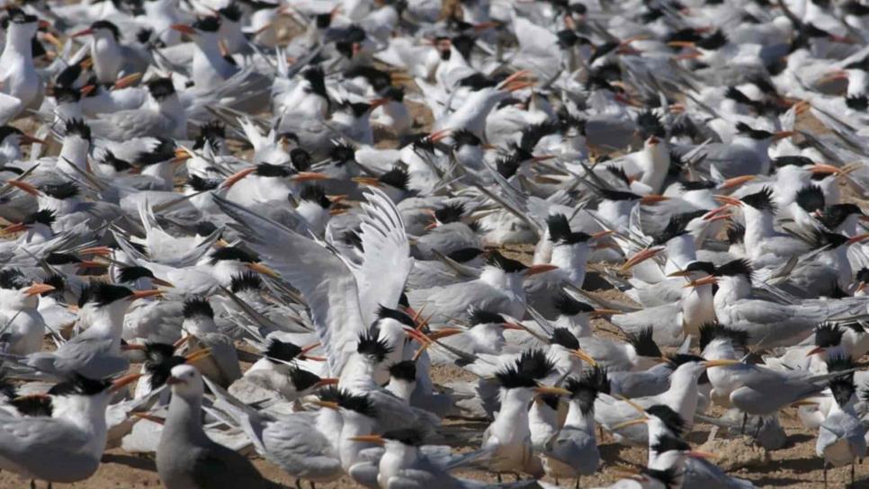 Desechos plásticos amenazan a aves migratorias