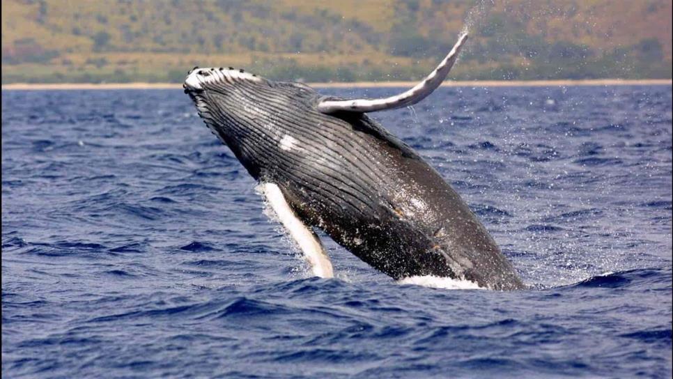 Ballenas francas “bajan la voz” para proteger a sus crías