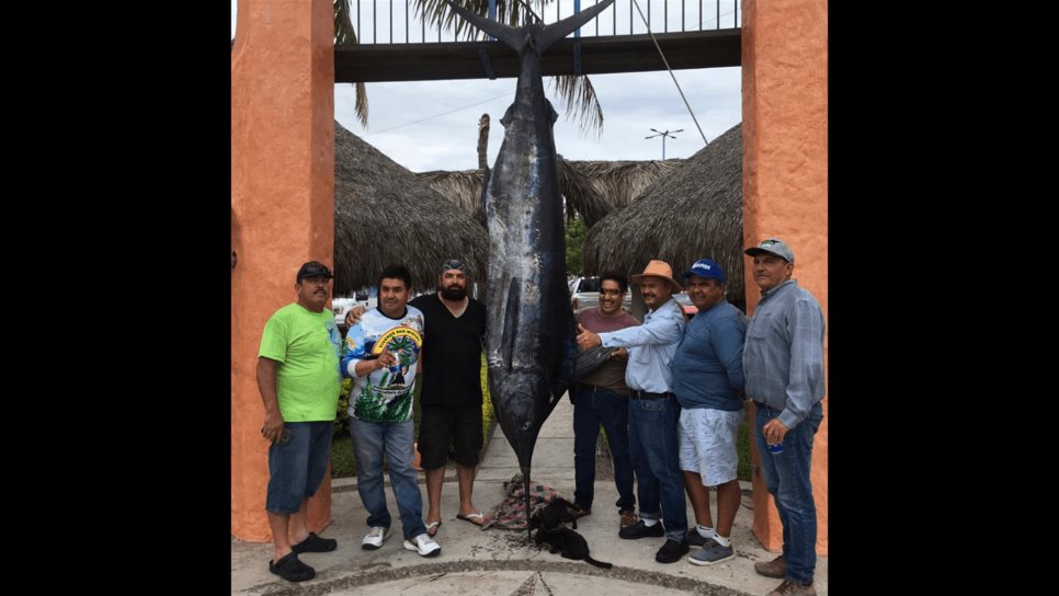 Pescan marlín azul de más de 250 kg frente a Topolobampo