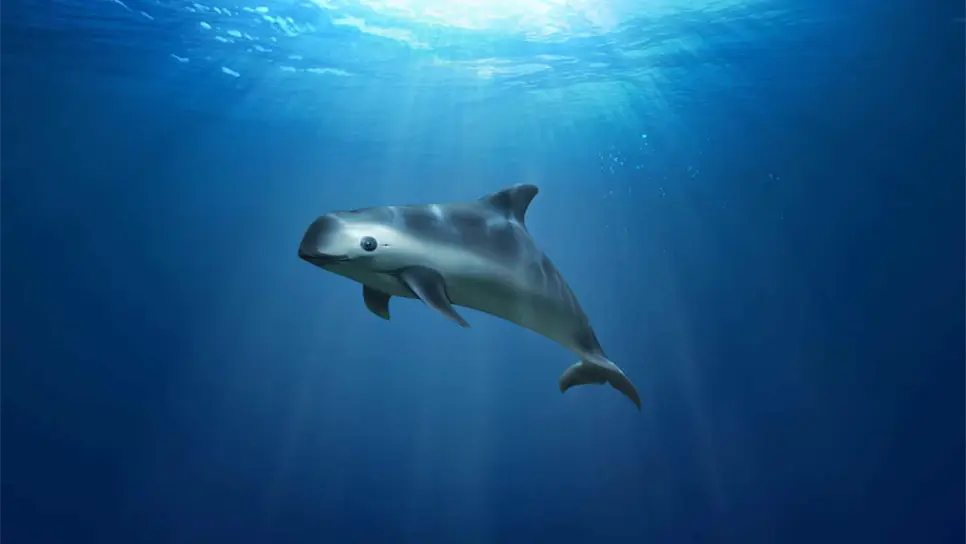 Retiran de Golfo de California red gigante que dañaría a vaquita marina