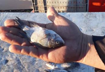 Decomisos en El Fuerte, por capturar pescado de talla no permitida