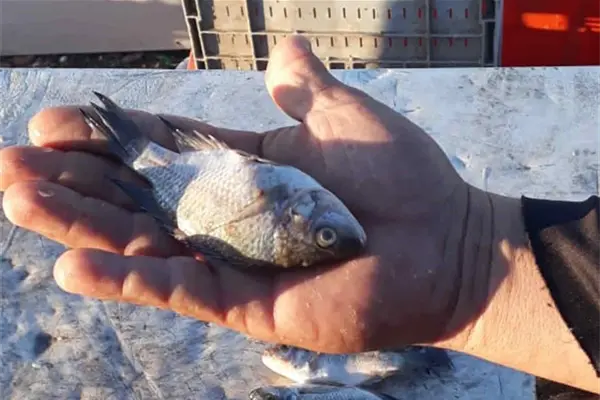 Decomisos en El Fuerte, por capturar pescado de talla no permitida Decomisos en El Fuerte, por capturar pescado de talla no permitida