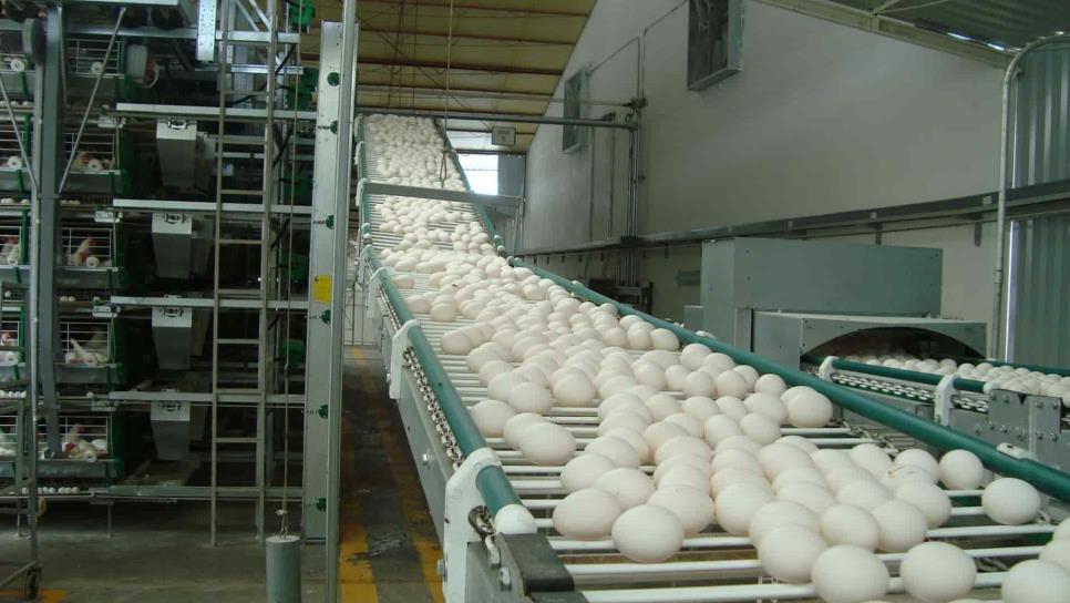 México ocupa cuarto lugar mundial en producción de huevo