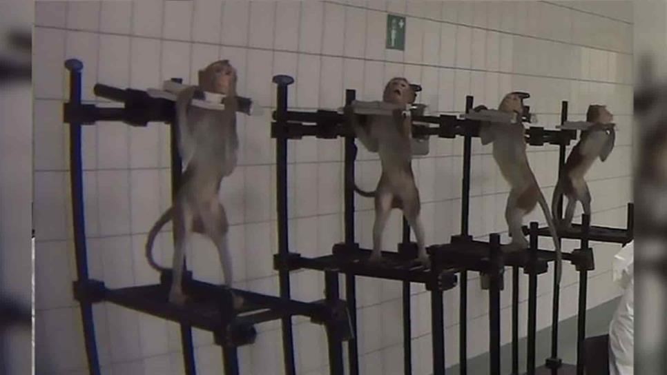 Imágenes filtradas evidencian tortura y maltrato animal en laboratorio