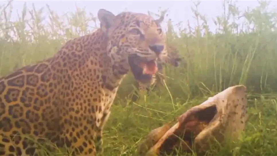 Captan a jaguar y su cría alimentándose de tortuga marina en Nayarit