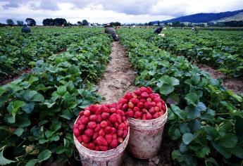 Agricultura orgánica aumentaría emisión de gases de efecto invernadero