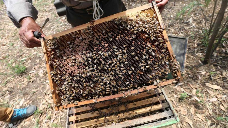Promueve SAyG apicultura en zona serrana