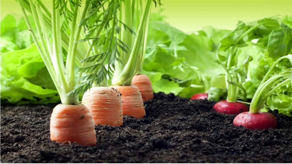 Agricultura orgánica aumentaría emisión de gases de efecto invernadero