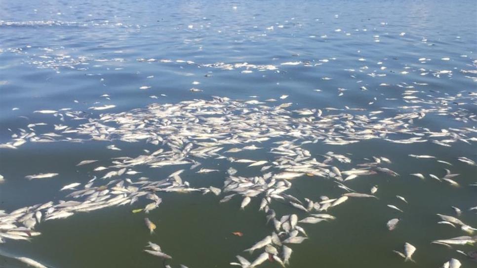 Riesgo para la salud consumo de peces muertos de la bahía de Teacapán