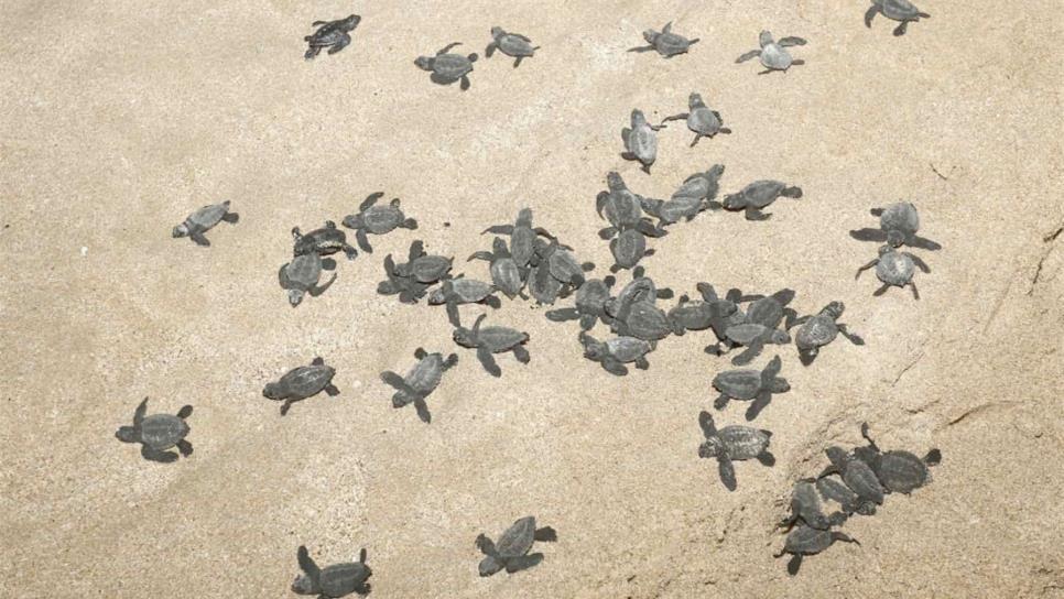 Aumenta anidación de tortuga Golfina en Avenida del Mar