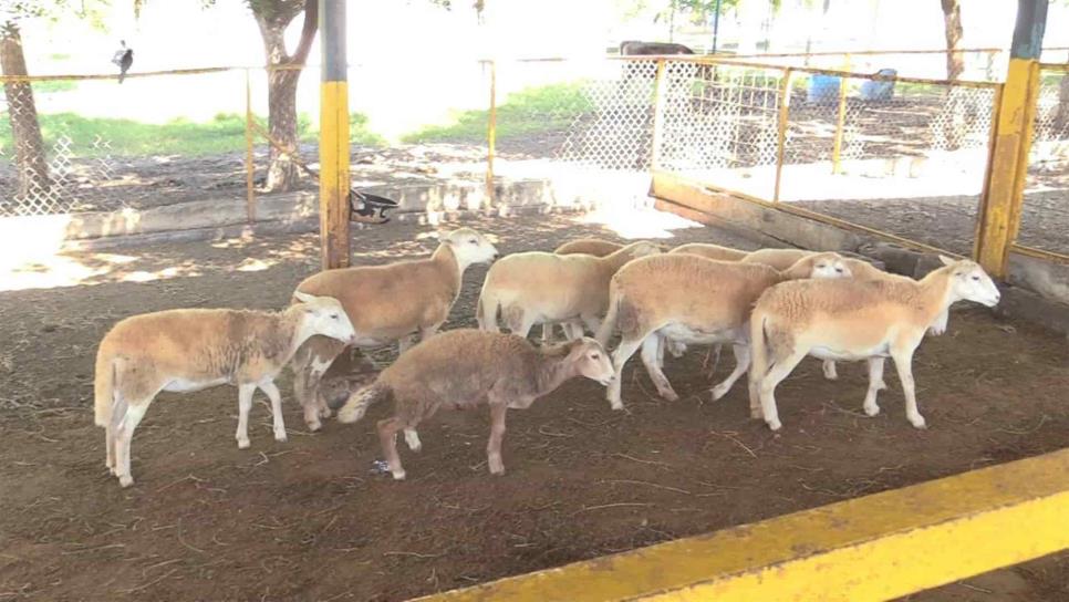 Obtienen universitarios patente de sustancias que mejoran la producción de ovinos