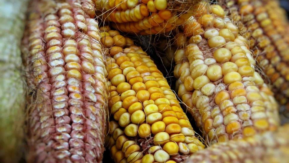 Señalan desinformación en ley de protección al maíz nativo