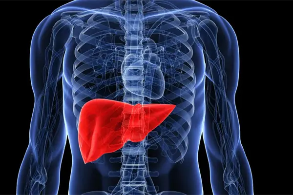 Enfermedades del hígado, entre las primeras causas de muerte en México Enfermedades del hígado, entre las primeras causas de muerte en México