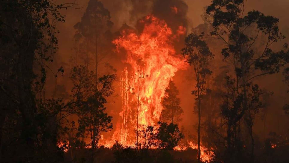 Cambio climático provoca incendios forestales catastróficos