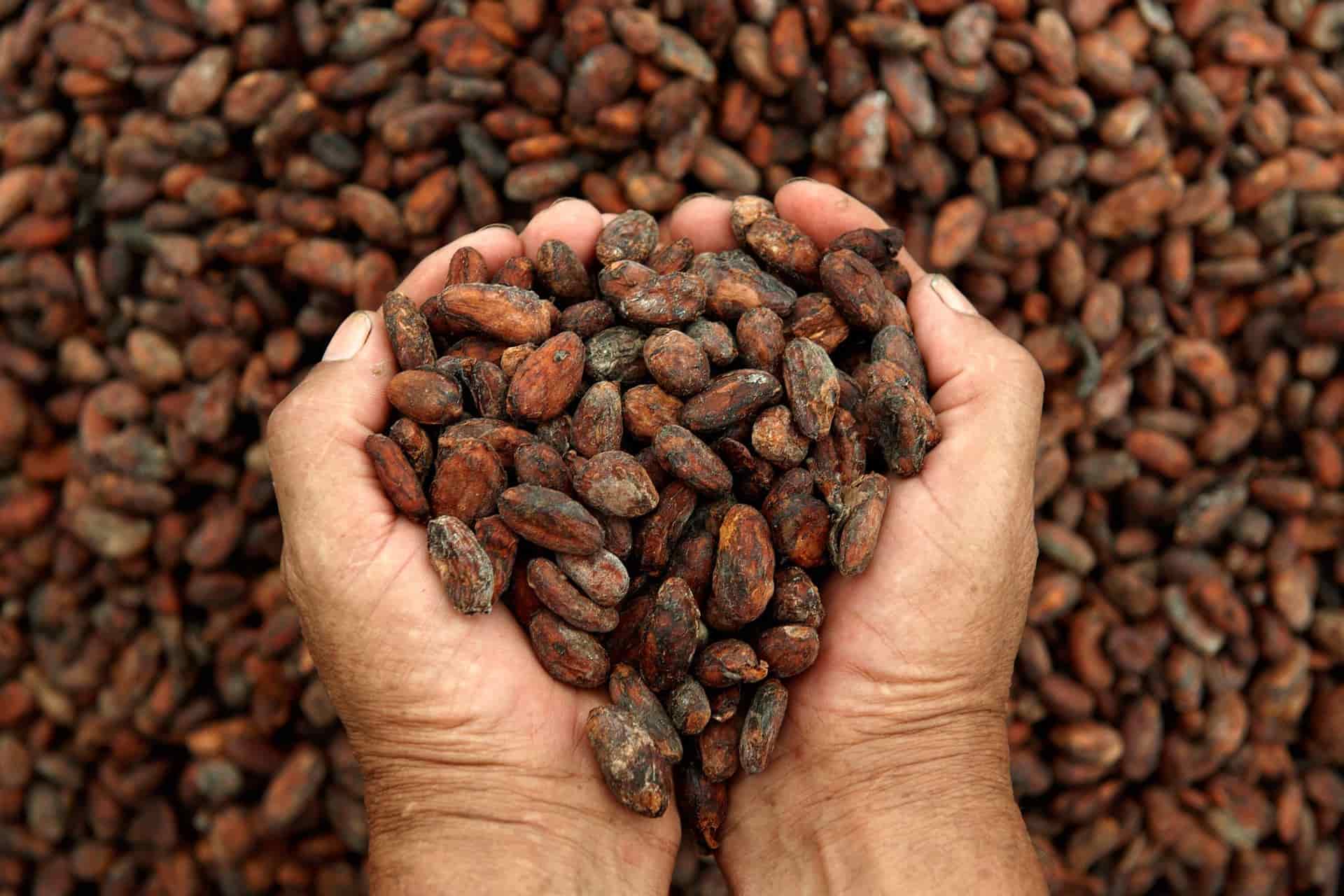 Buscan revalidar la importancia del cacao en México