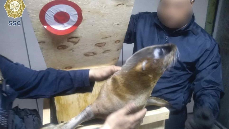 Detienen a dos que trasladaban lobos marinos en Benito Juárez