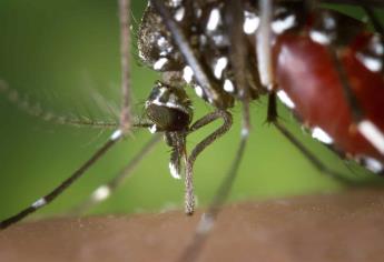 Crean ropa de vestir que evita la picadura de insectos