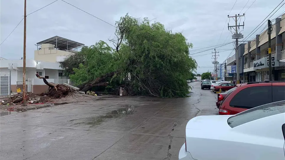 Talan álamo de 70 años en Los Mochis