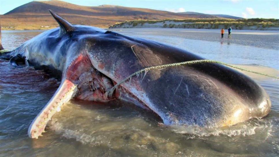 Encuentran 100 kilos de basura en estómago de ballena
