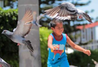 Mito, que las palomas sean un riesgo para la salud humana