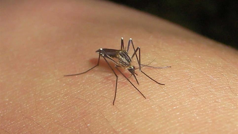 Tras lluvias, repuntan casos de dengue en Sinaloa; ya son 183