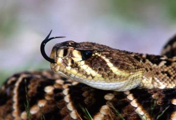 Al día, 13 casos de mordedura de serpiente en México