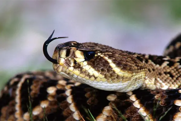Al día, 13 casos de mordedura de serpiente en México