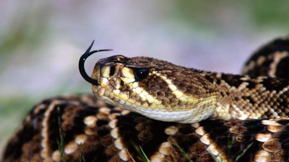 Al día, 13 casos de mordedura de serpiente en México