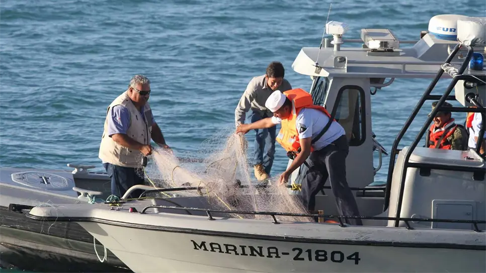 Redes de pesca provocan la extinción de 13 especies de cetáceos