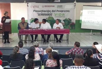 Inicia en Ahome el programa Sembrando vida